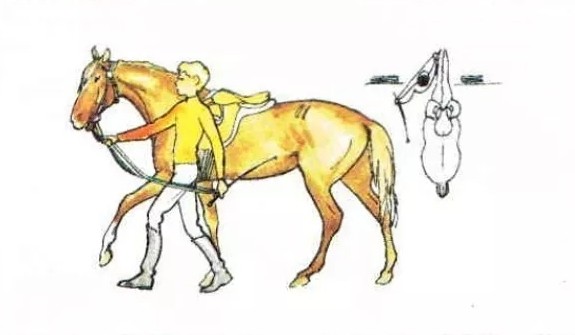 Гонит всадник коня держится за поводья смотрит. Лошадь ведут за поводья. Техника безопасности с лошадью. Техника безопасности верховая езда. Безопасность на конюшне.